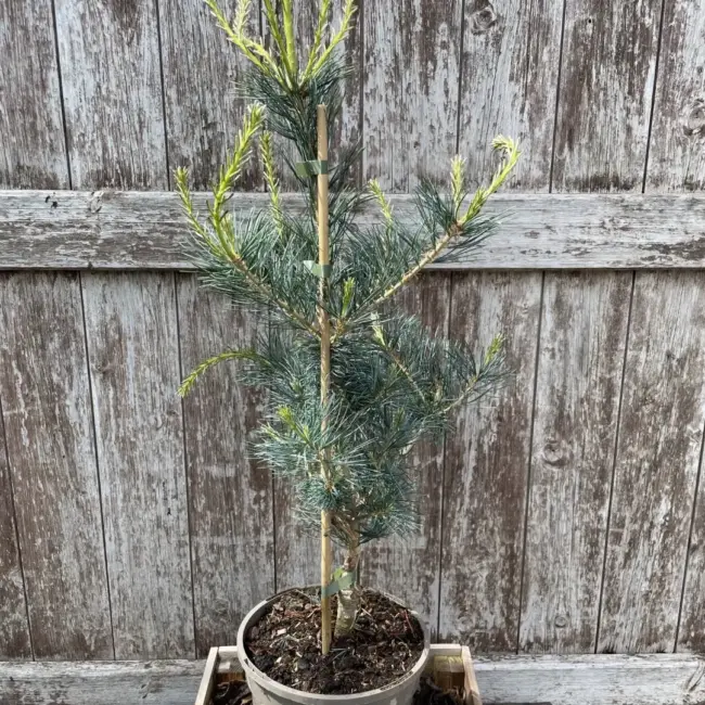 Japanese White Pine 'Tempelhof' 60/80cm (3L) - Image 4