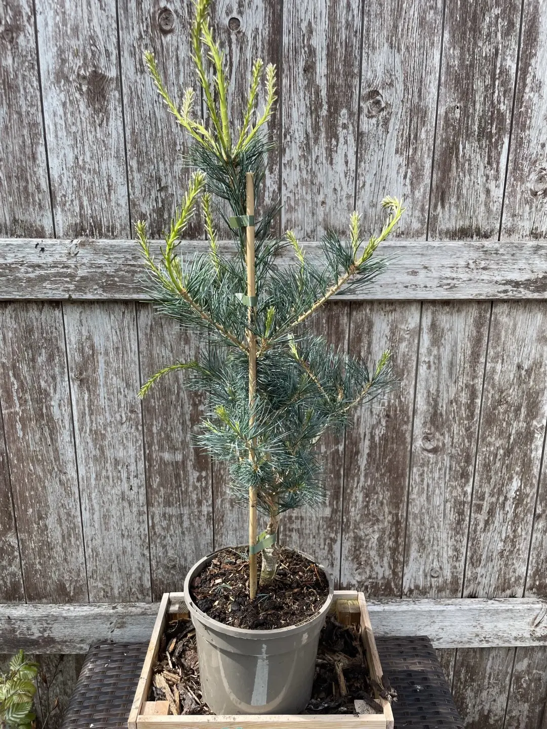 Japanese White Pine 'Tempelhof' 40/60cm (3L) - Image 4
