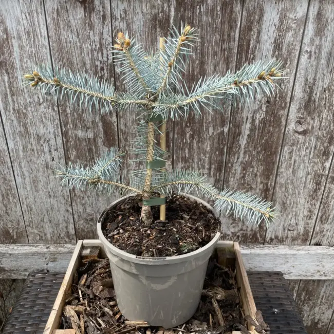 Blue Colorado Spruce 'Edith' (3L) - Image 2