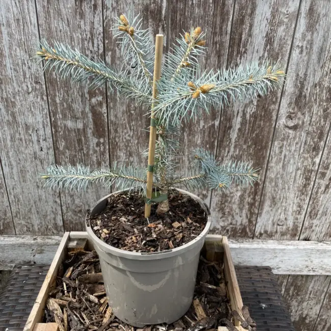 Blue Colorado Spruce 'Edith' (3L)