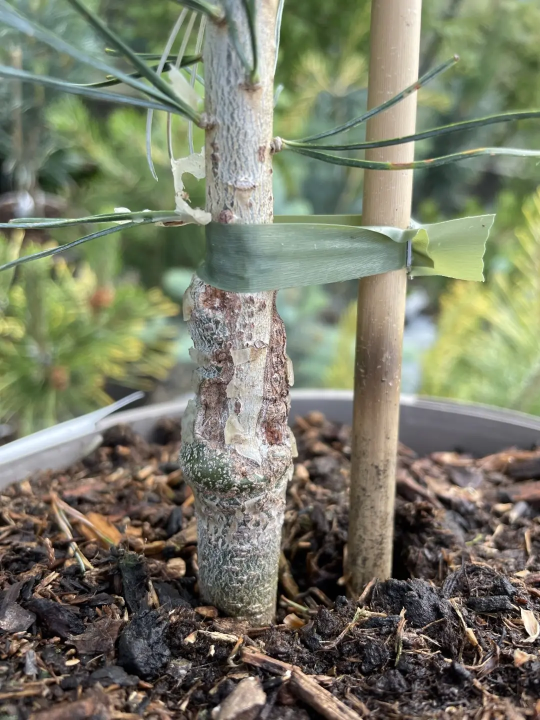 Japanese White Pine 'Tempelhof' 40/60cm (3L) - Image 6