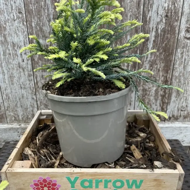 Coast Redwood 'Adpressa' (3L)
