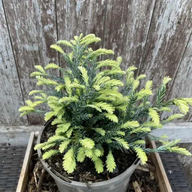 Coast Redwood 'Adpressa' (3L) - Image 3