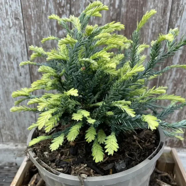 Coast Redwood 'Adpressa' (3L) - Image 2