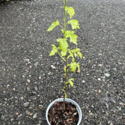 Sorbus torminalis - Wild Service Tree