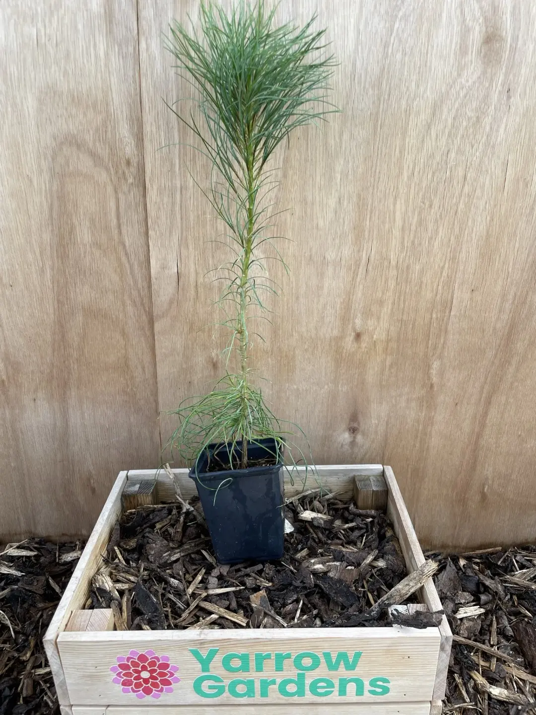 Chinese White Pine Bonsai (10/20cm) (P9)