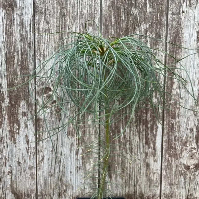 Chinese White Pine 40/60cm (2L) - Image 6