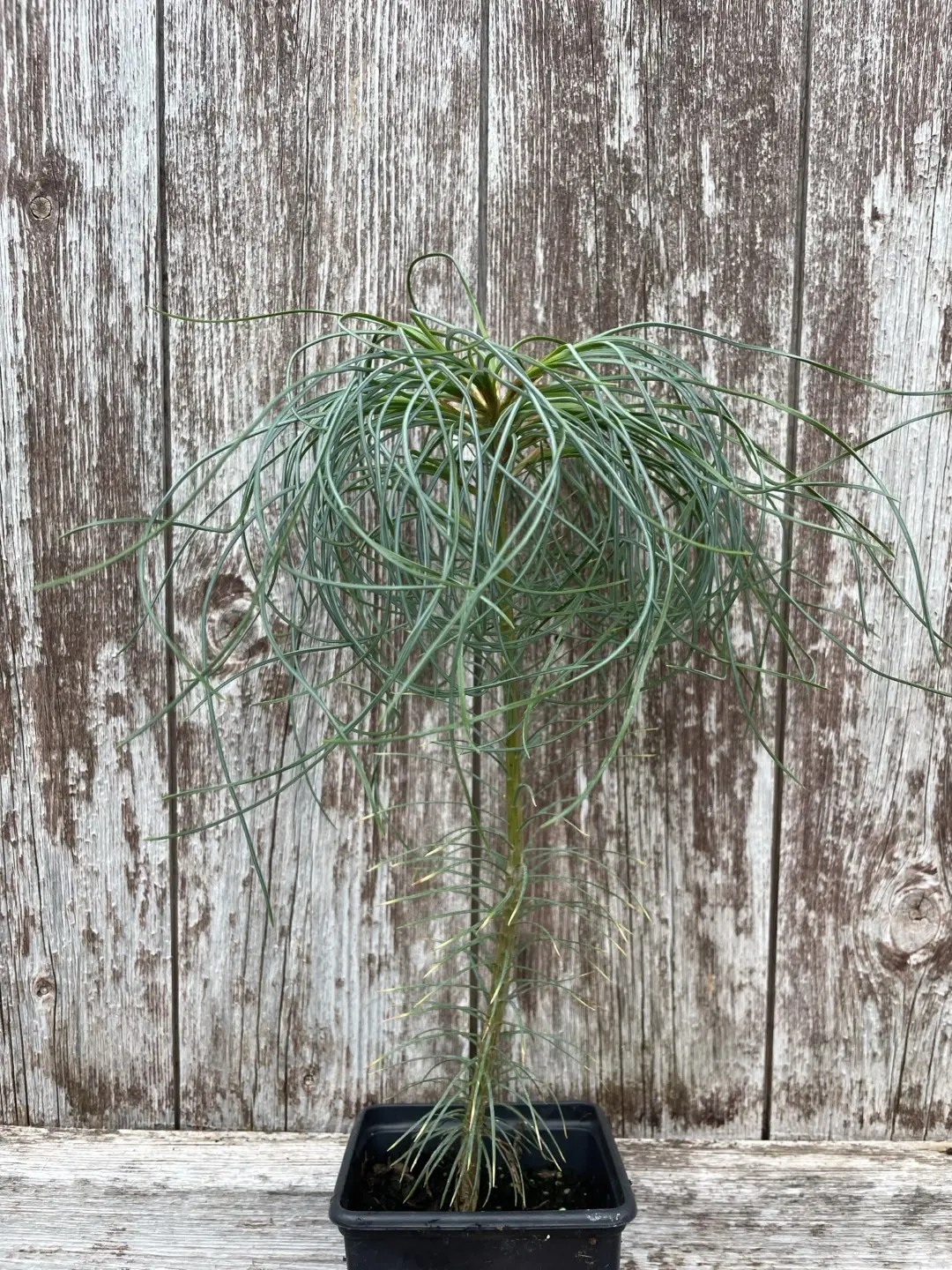 Chinese White Pine (P9T)