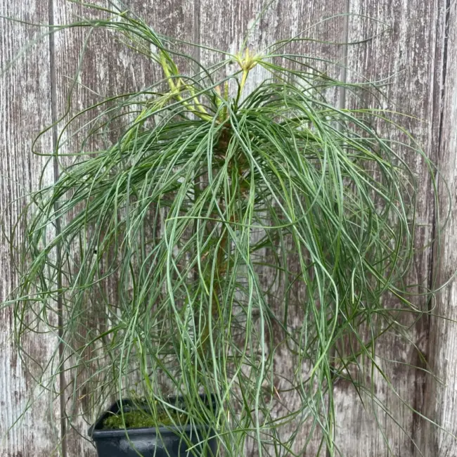 Chinese White Pine 40/60cm (2L) - Image 4