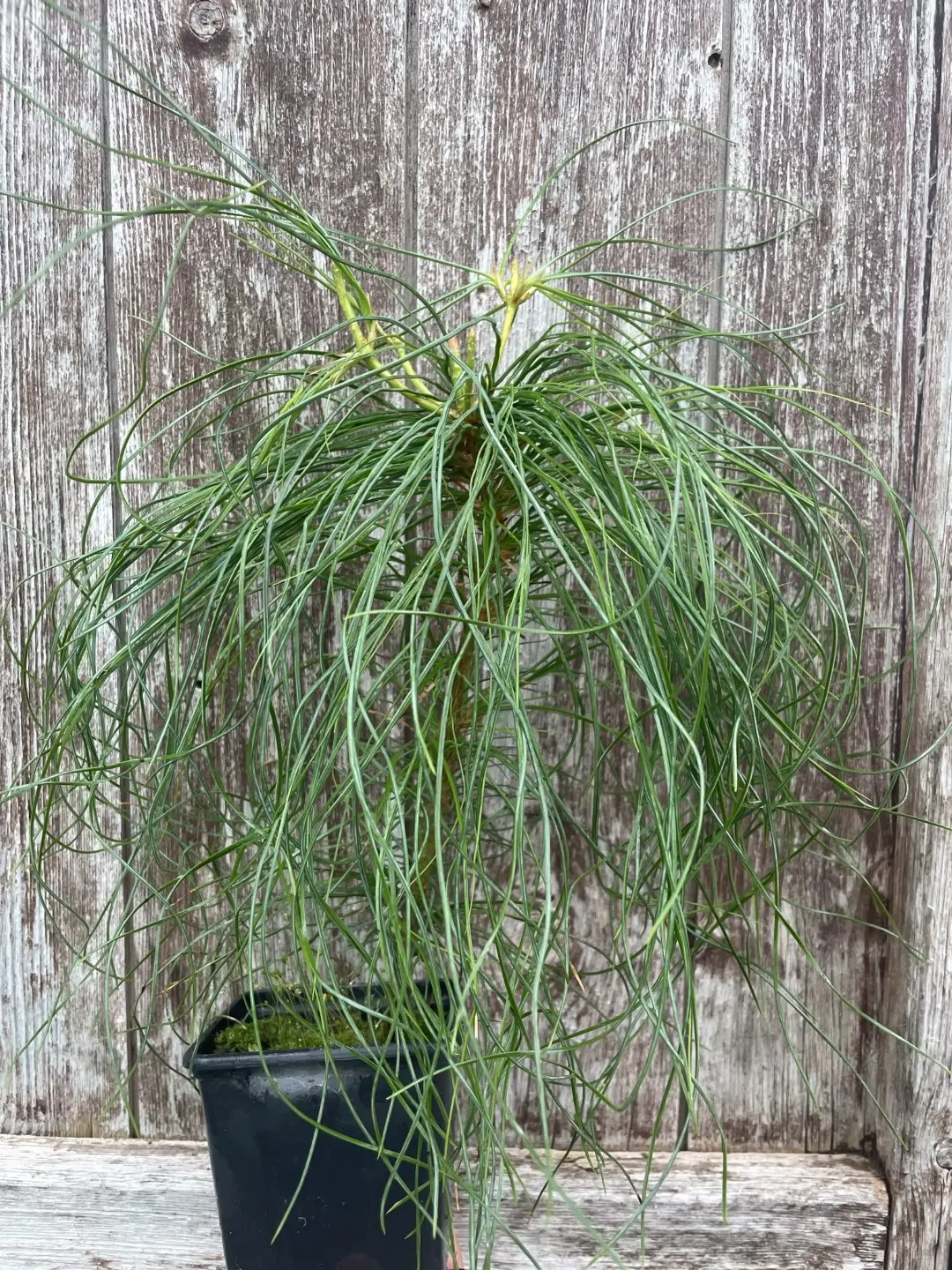 Chinese White Pine (P9T) - Image 2