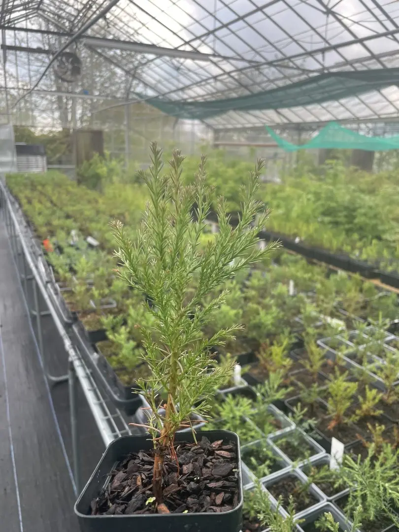 Mature Giant Redwood Sapling (P9T) - Image 11