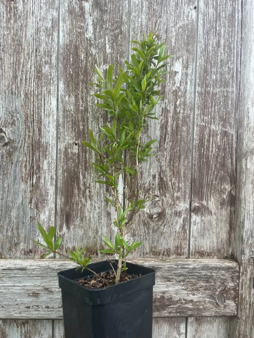 Mature Giant Redwood Sapling (P9T) - Image 12