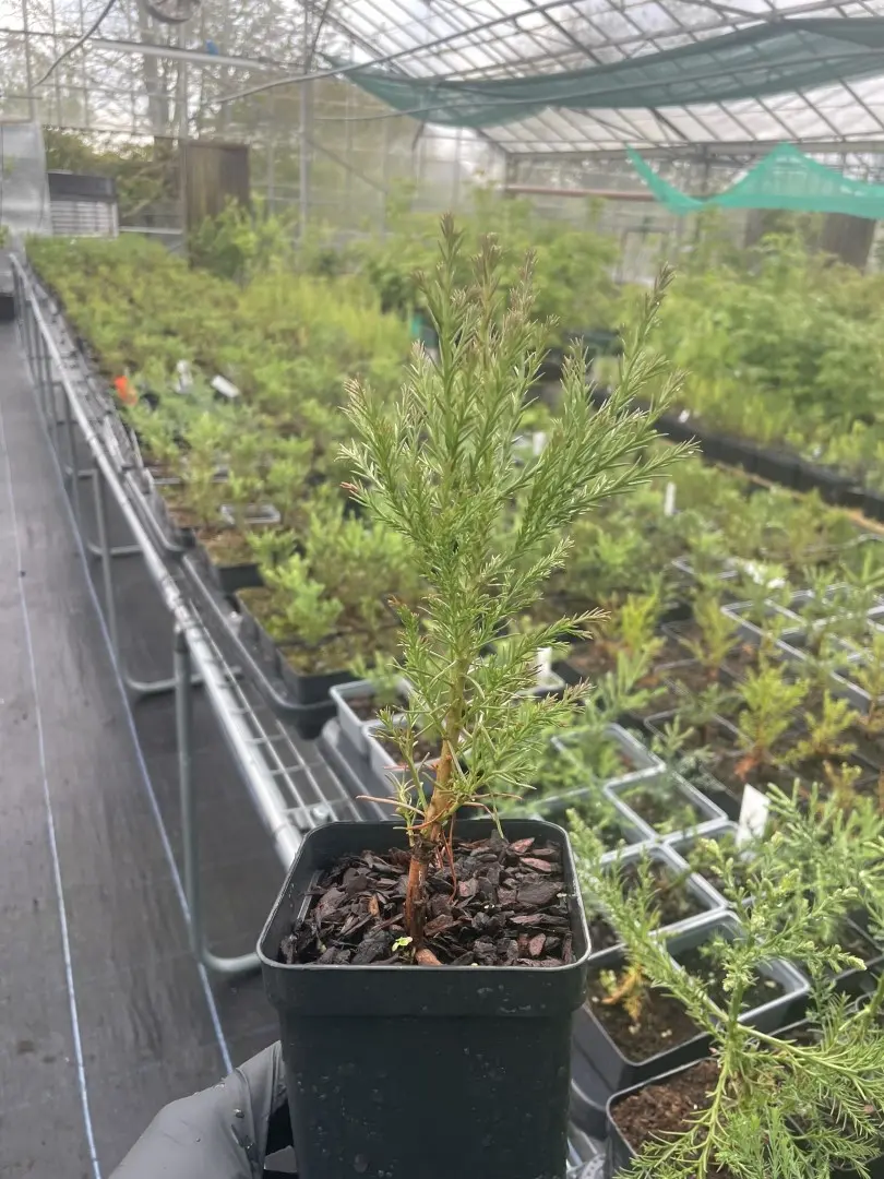 Mature Giant Redwood Sapling (P9T) - Image 13