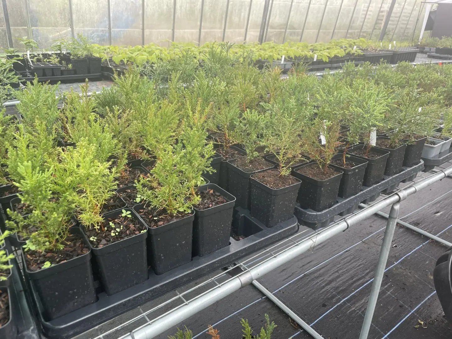 Mature Giant Redwood Sapling (P9T) - Image 10