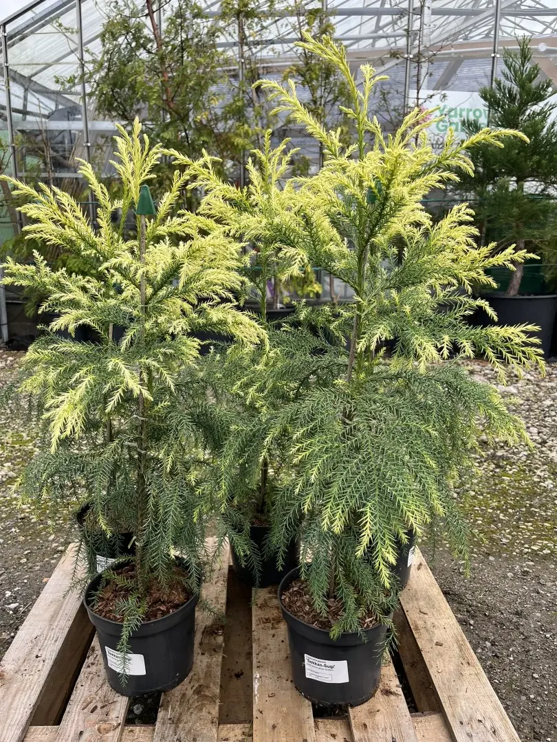 Japanese Red Cedar Tree 'Sekkan-sugi' 80/100cm (3L) - Image 2