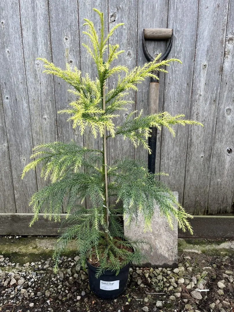 Japanese Red Cedar Tree 'Sekkan-sugi' 80/100cm (3L) - Image 10
