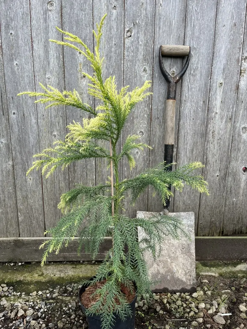 Japanese Red Cedar Tree 'Sekkan-sugi' 80/100cm (3L) - Image 9