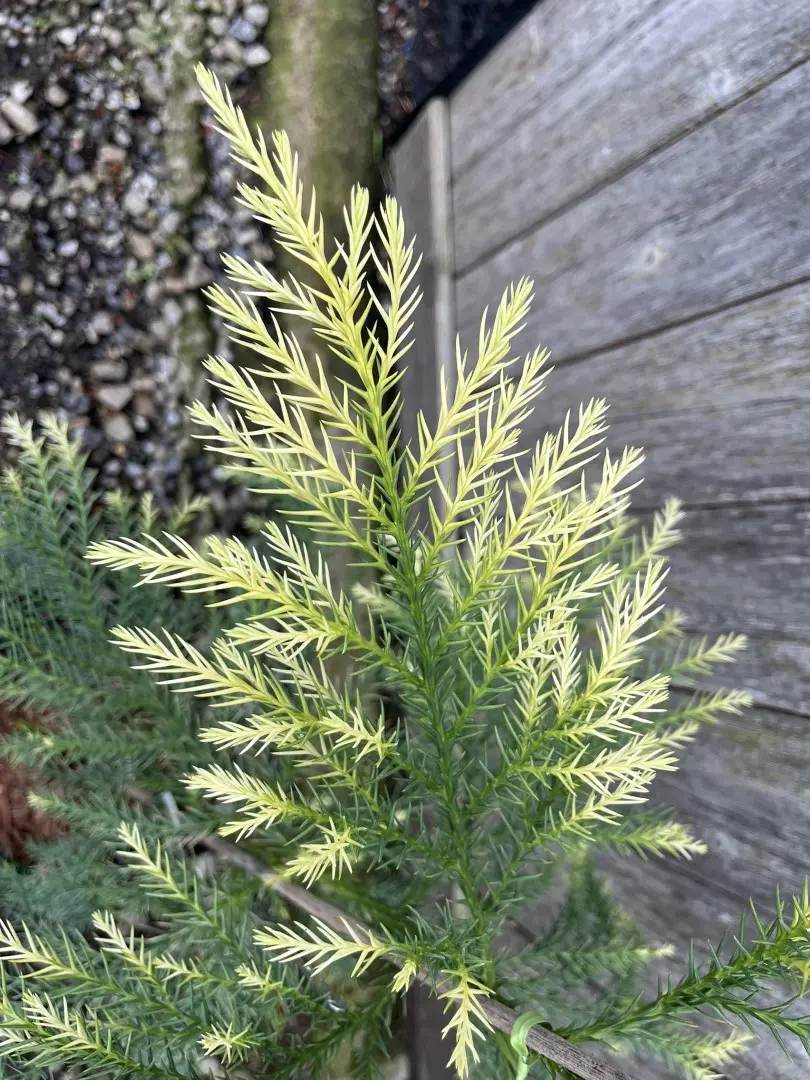 Japanese Red Cedar Tree 'Sekkan-sugi' 80/100cm (3L) - Image 5