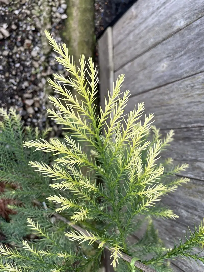 Japanese Red Cedar Tree 'Sekkan-sugi' 80/100cm (3L) - Image 3