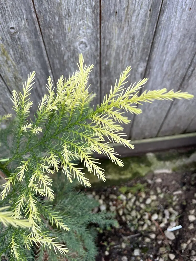 Japanese Red Cedar Tree 'Sekkan-sugi' 80/100cm (3L) - Image 6