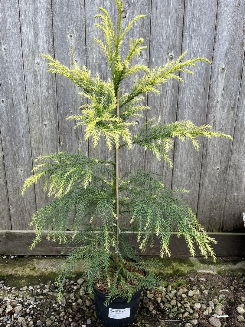 Japanese Red Cedar Tree 'Sekkan-sugi' 80/100cm (3L) - Image 11