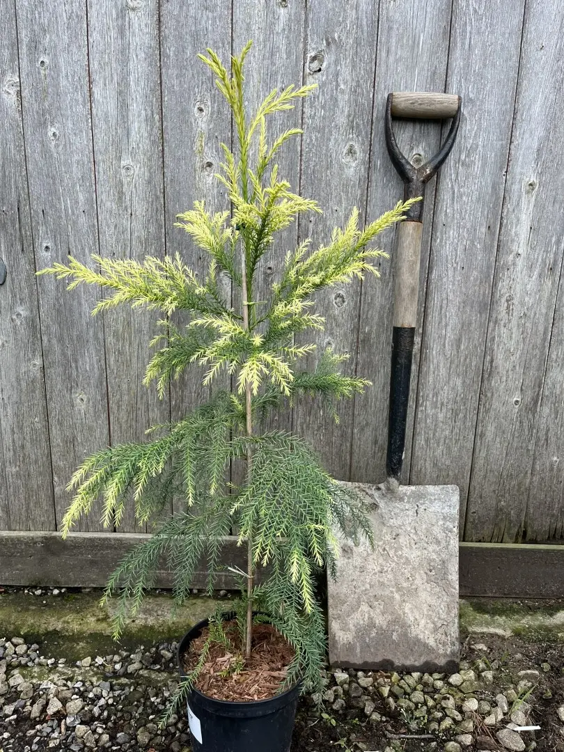 Japanese Red Cedar Tree 'Sekkan-sugi' 80/100cm (3L)