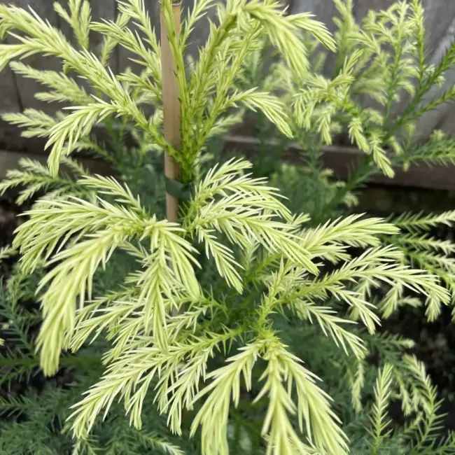 Japanese Red Cedar Tree 'Sekkan-sugi' (3L) - Image 5