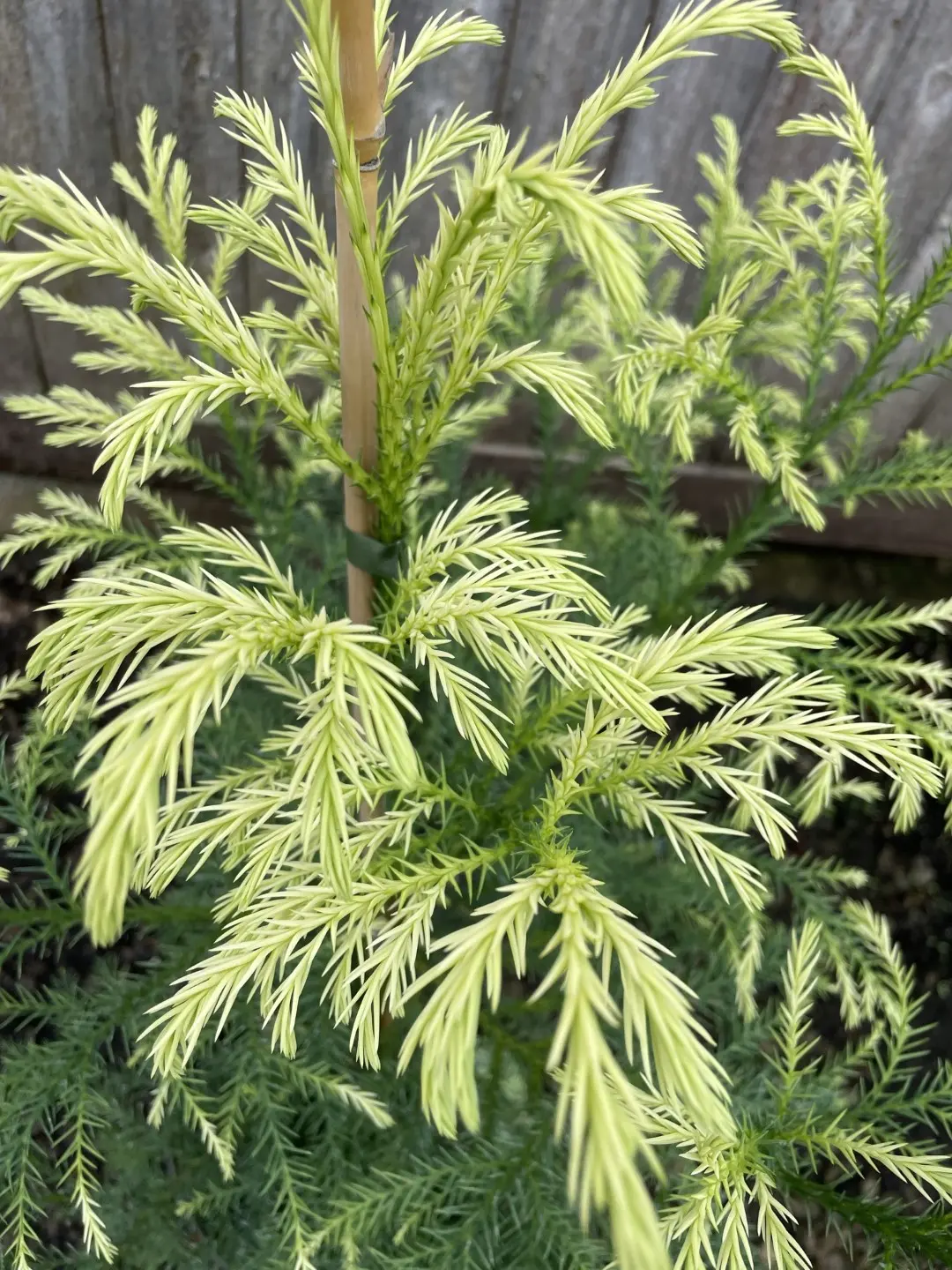 Japanese Red Cedar Tree 'Sekkan-sugi' 80/100cm (5L) - Image 4