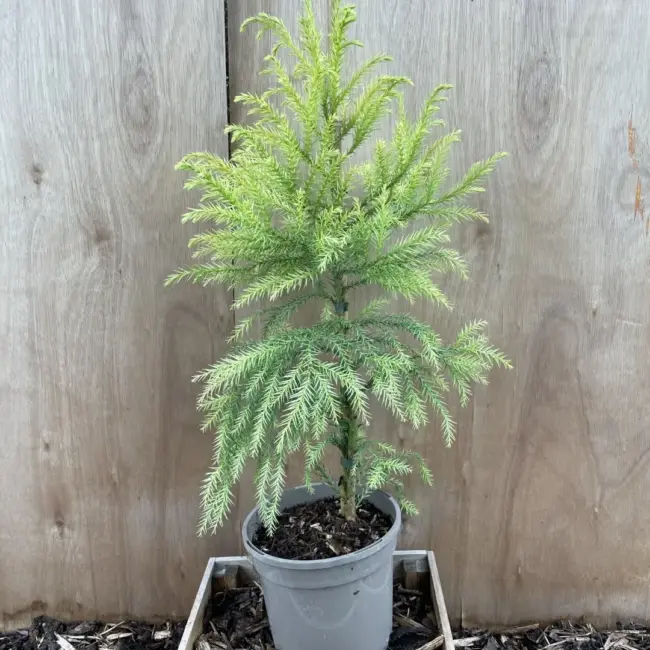 Japanese Red Cedar Tree 'Sekkan-sugi' (3L) - Image 2