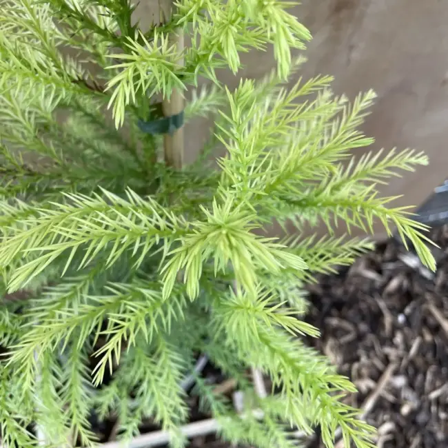 Japanese Red Cedar Tree 'Sekkan-sugi' (3L) - Image 8