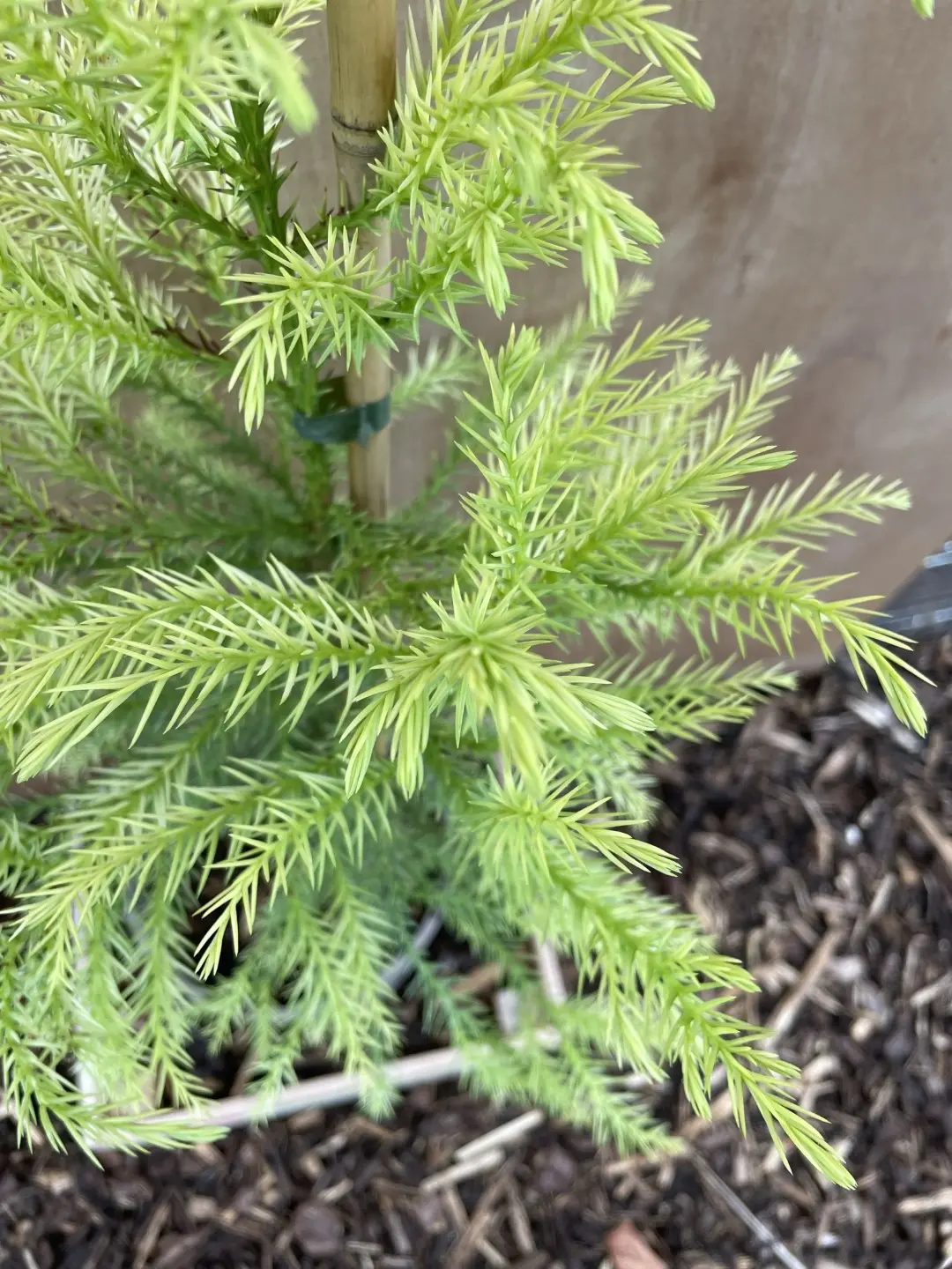 Japanese Red Cedar Tree 'Sekkan-sugi' 60/80cm (10L) - Image 7