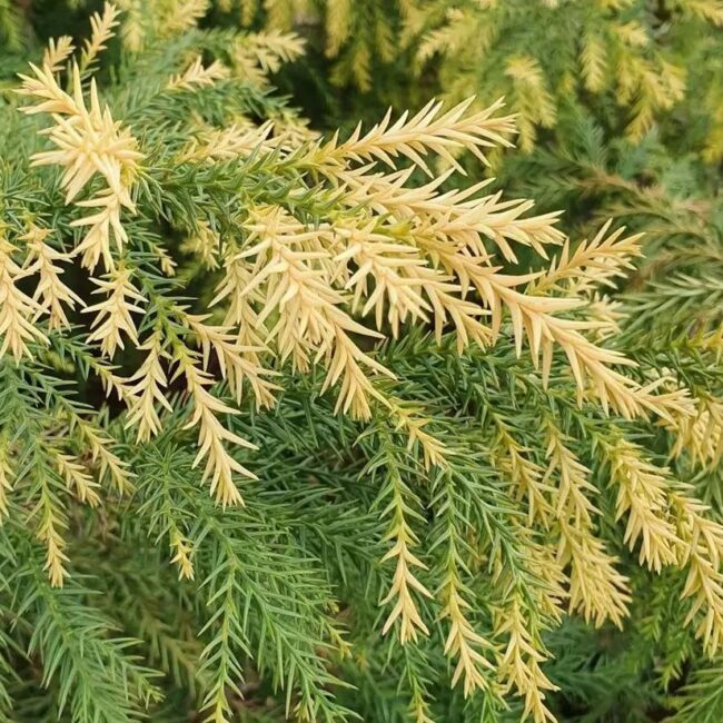 Japanese Red Cedar Tree Sekkan sugi
