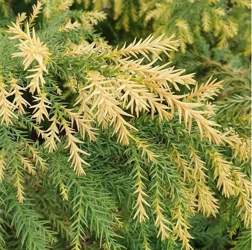 Japanese Red Cedar Tree Sekkan sugi