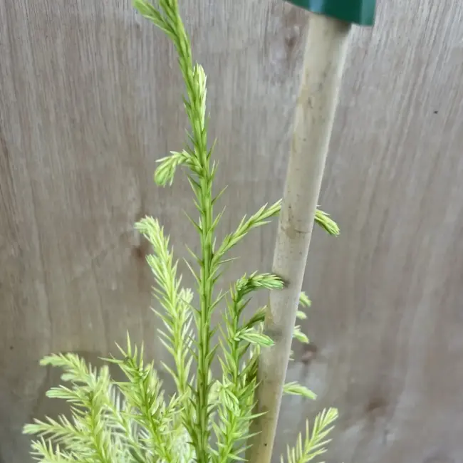 Japanese Red Cedar Tree 'Sekkan-sugi' (3L) - Image 7