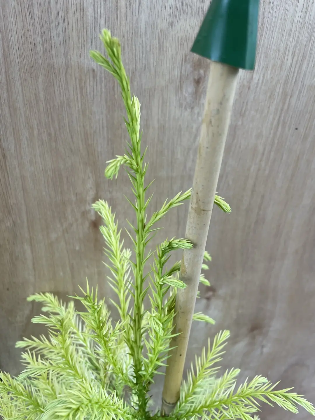 Japanese Red Cedar Tree 'Sekkan-sugi' 60/80cm (10L) - Image 6