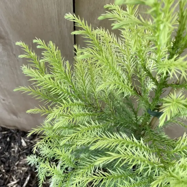 Japanese Red Cedar Tree 'Sekkan-sugi' (3L) - Image 4