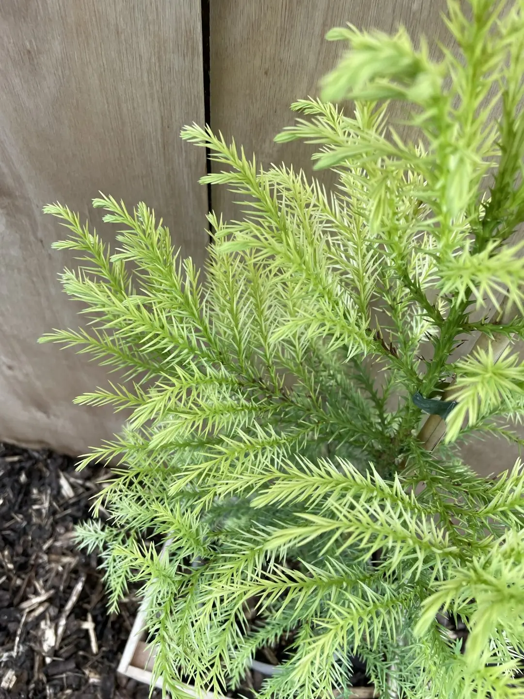Japanese Red Cedar Tree 'Sekkan-sugi' 80/100cm (5L) - Image 3