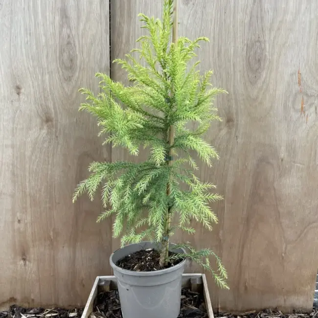 Japanese Red Cedar Tree 'Sekkan-sugi' (3L)
