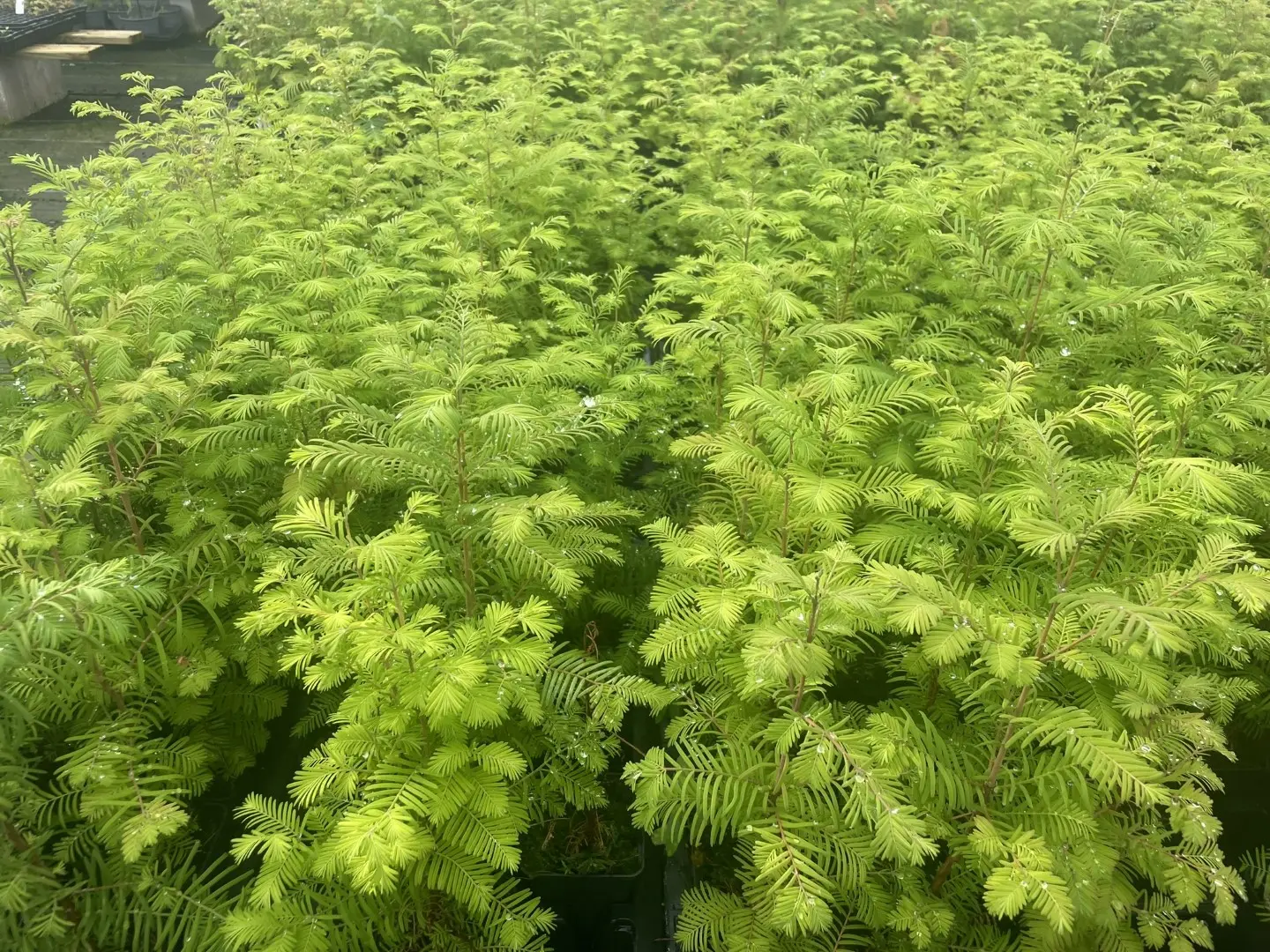 Metasequoia glyptostroboides Dawn Redwood Tree 20/40cm