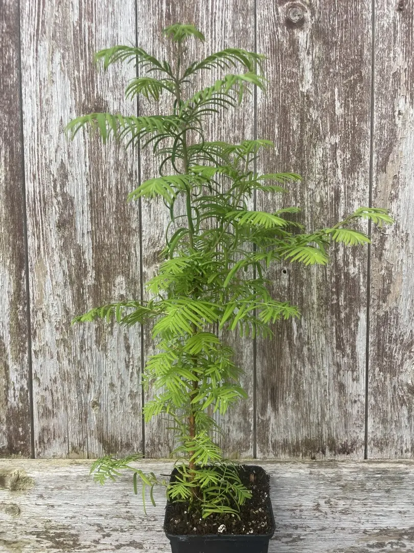 Metasequoia glyptostroboides Dawn Redwood Tree 20/40cm