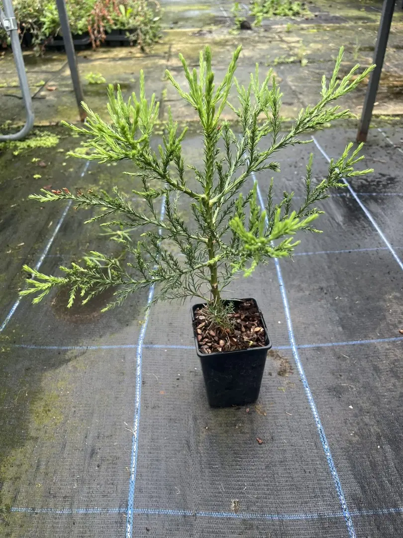 Sequoiadendron giganteum - Mature Giant Redwood Sapling