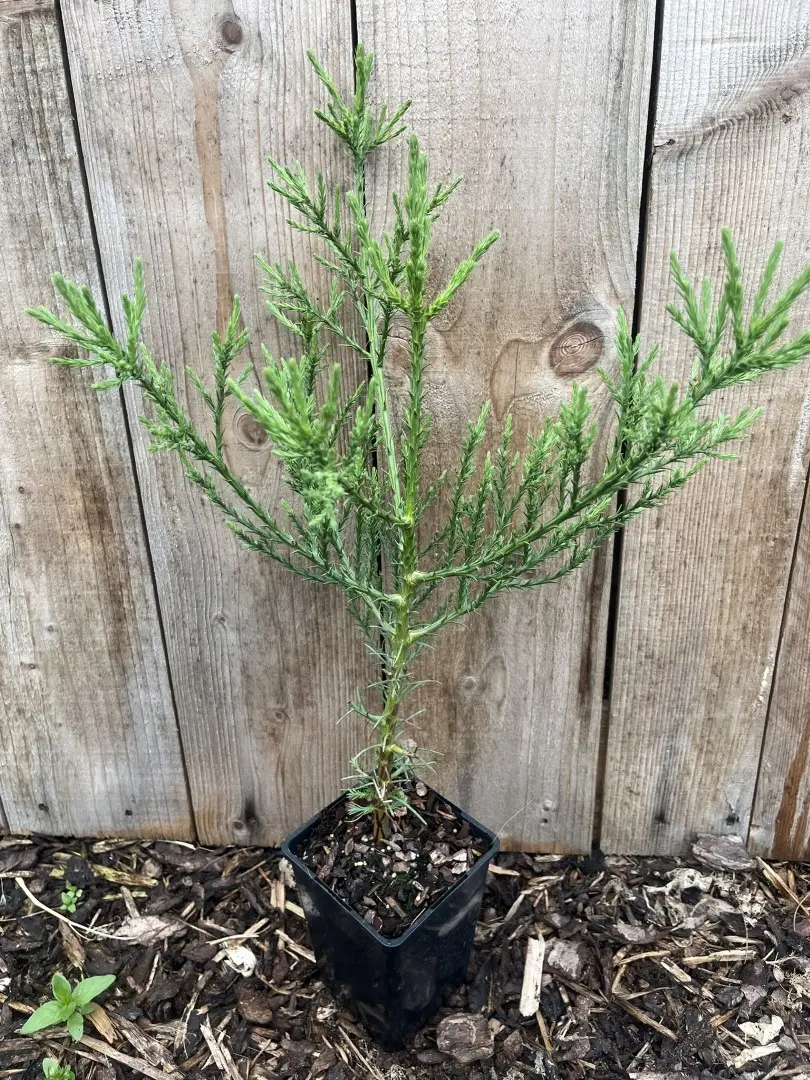 Sequoiadendron giganteum - Mature Giant Redwood Sapling