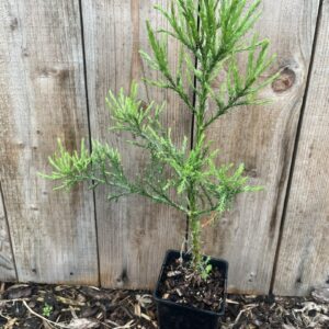 Sequoiadendron giganteum - Mature Giant Redwood Sapling