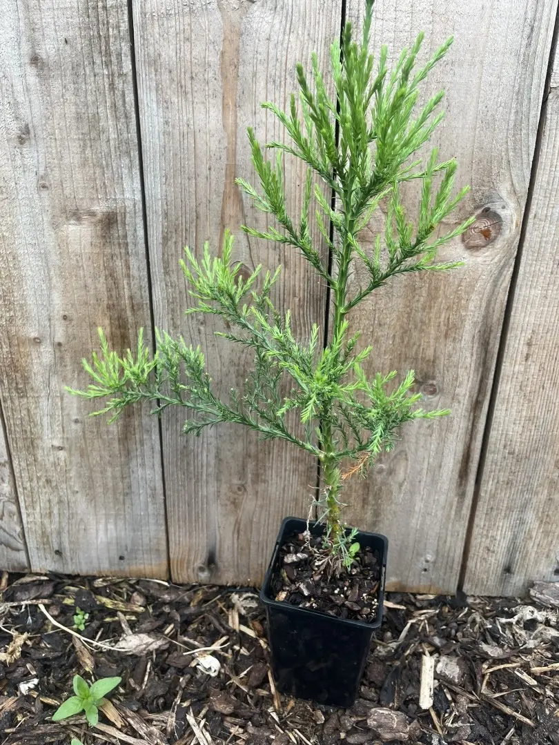 Sequoiadendron giganteum - Mature Giant Redwood Sapling