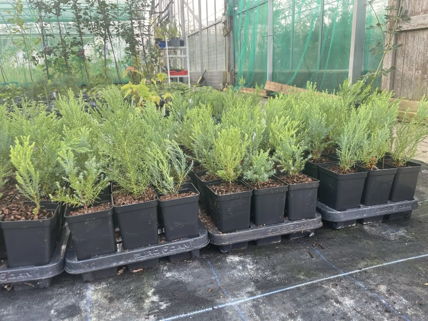 Mature Giant Redwood Sapling (P9T) - Image 9