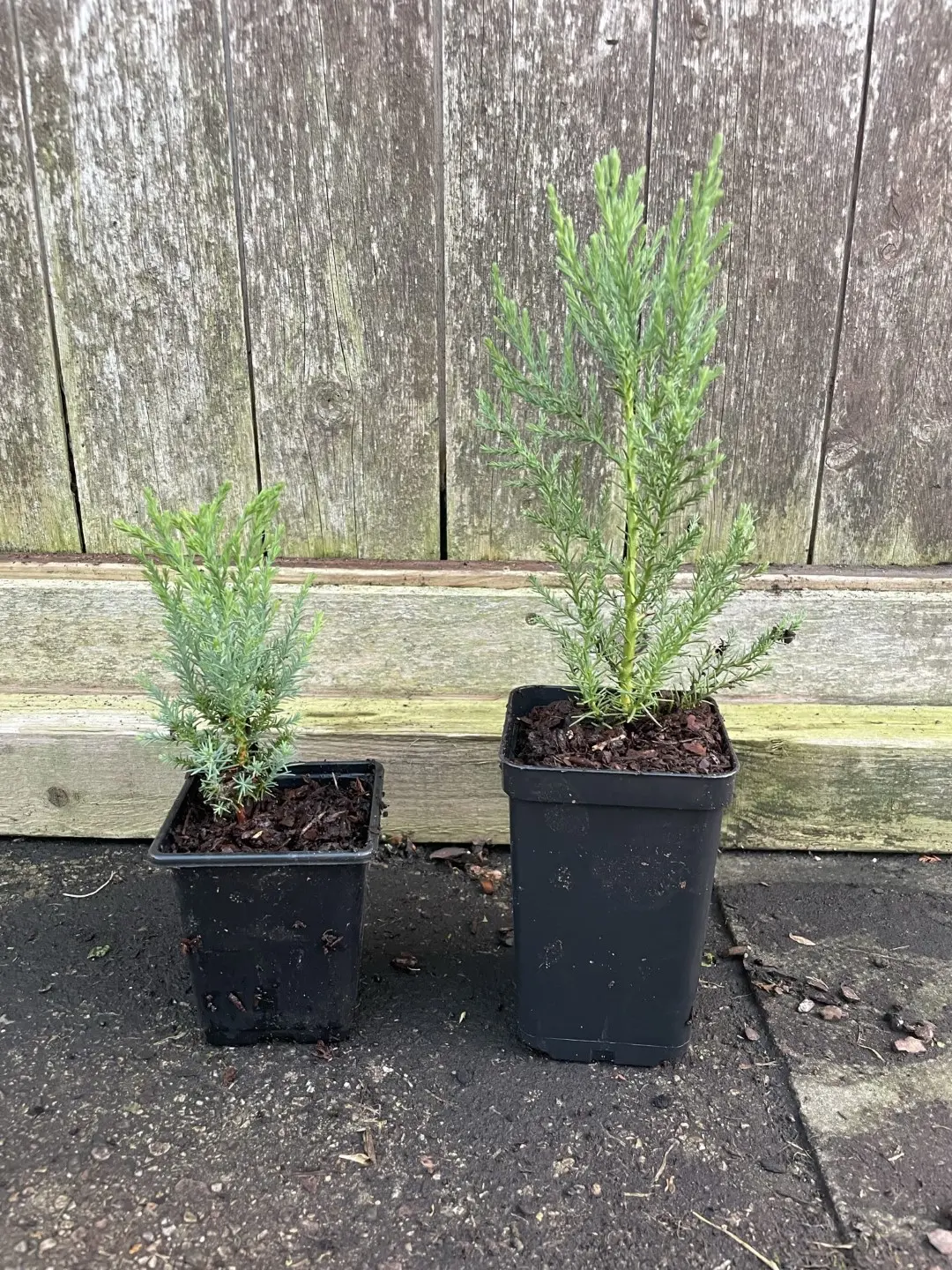 Mature Giant Redwood Sapling (P9T) - Image 8