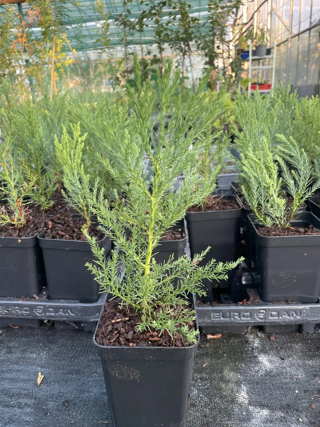 Mature Giant Redwood Sapling (P9T) - Image 7
