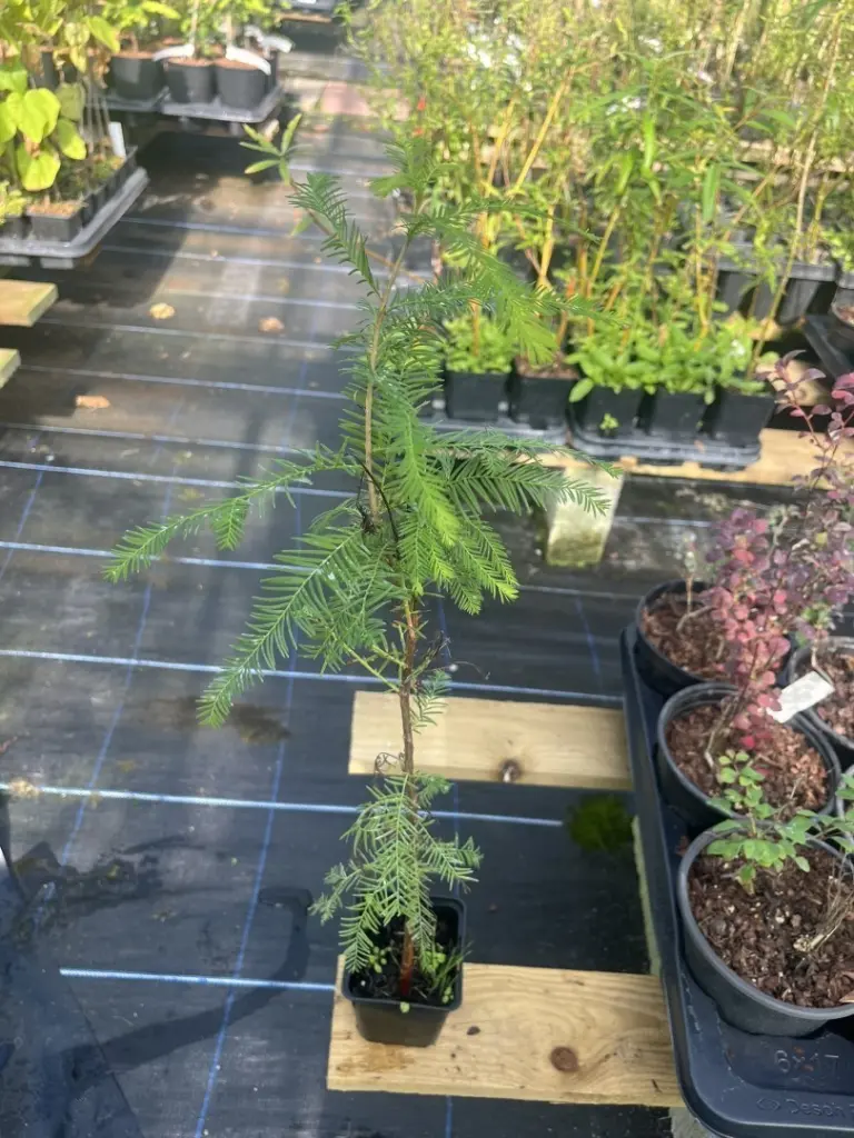 Swamp Cypress Tree- Taxodium distichum
