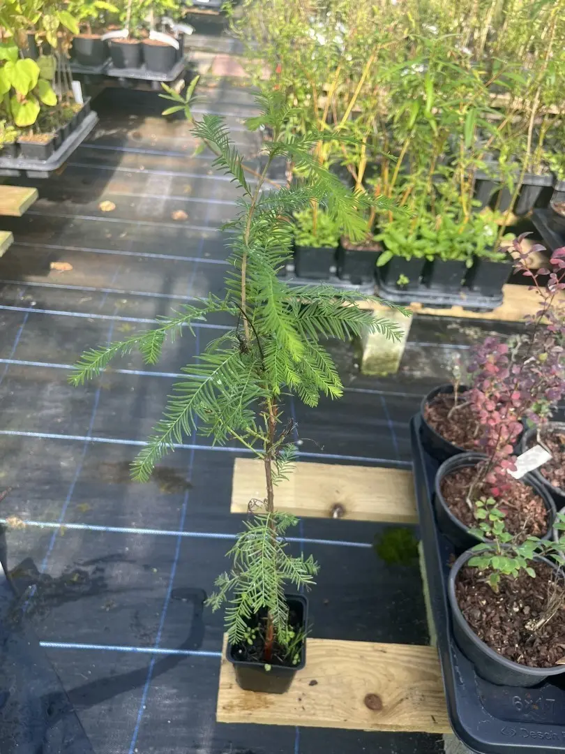 Swamp Cypress Tree- Taxodium distichum