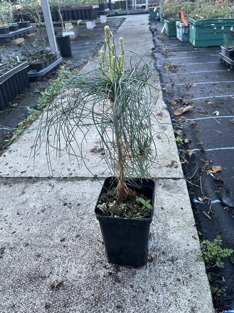 Chinese White Pine (P9T) - Image 3